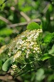 Detailaufnahme der kleinen Knospen und Blüten eines Schneeballstrauchs