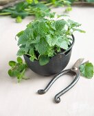 A peppermint plant in a pot