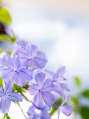 Purple phlox