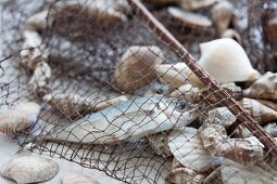 Fishing net with fish and shellfish