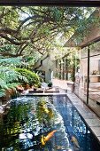 Fish pond in South-African garden adjoining modern bungalow