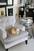 Small dog on grey armchair in living area