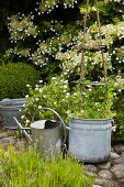 Pflanzen im Zinkgefäß und Giesskanne im sommerlichen Garten