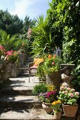 Blumen in Tongefässen auf Boden und halbhoher Mauer neben einer Treppe in blühendem mediterranen Garten