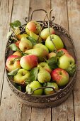 Viele Äpfel und Birnen auf Tablett