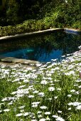 Idyllisches Wasserbecken im Grünen umrahmt von prächtig blühenden Margeriten