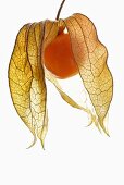 Eine Physalis