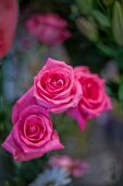 Detail of a variegated pink rose