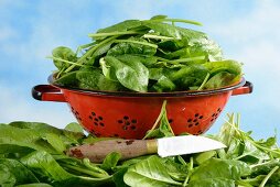 Fresh spinach, some in a colander