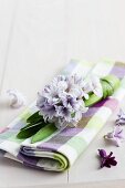 Hyacinth on checked linen napkin