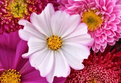 White cosmea flower amongst pink dahlias