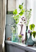 Pea shoots and flowering herbs in various vases on windowsill