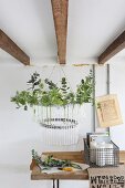 Home-made chandelier made from a bicycle tyre and glass tubes filled with fresh garden herbs and twigs