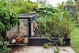 Chicken coop and bed with wooden edging in kitchen garden adjoining house