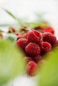 Freshly picked raspberries