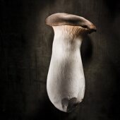 King trumpet mushroom against a black background