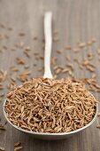 A spoon full of cumin seeds