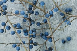 Branches of sloes