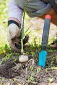 Gärtner erntet eine Perlzwiebel