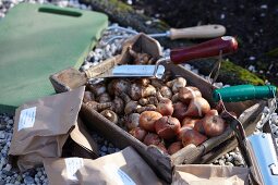 Verschiedene Blumenzwiebeln auf Holztablett und in Papiertüten sowie Gartenwerkzeuge