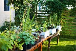 Various potted plants on garden tables in front of house
