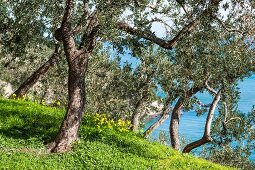 An idyllic grove of olive trees with a view over the sea