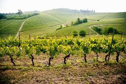 A vineyard in the Langhe (Piedmont, Italy)