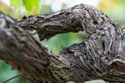An ancient grape vine