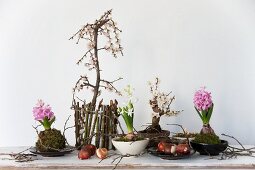 Small plum tree, bonsai plum tree (Prunus), flower bulbs and hyacinth
