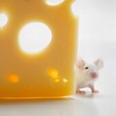 Kleine Maus schaut hinter Käse hervor