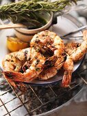 Barbecued king prawns with herb-infused oil and rosemary