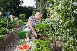 Frau erntet Gemüse im Garten