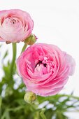 Pink ranunculus