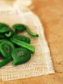 Fresh Spring Fiddleheads