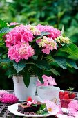 Pink hydrangeas in a pot with desserts on a table in the garden
