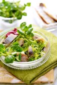 Green salad with herrings