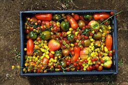 Rare organic tomato varieties in a crate