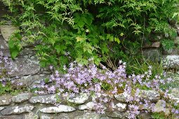 Steingartenbeet mit Glockenblumen (Campanula) und Jasmin (Jasminum officinalis)