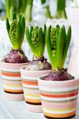 Hyacinths in striped planters on terrace