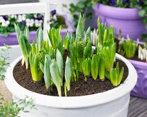 Various spring flowers in planters on terrace (close-up)