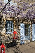 Flowering wisteria growing on pergola above terrace adjoining house with red candle lanterns on floor and on garden table