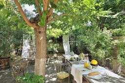 Long dining table below shady trees in Mediterranean garden