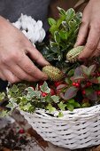 Making autumnal arrangement in basket with cyclamen, wintergreen, ivy and ornamental fruit