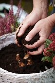 Planting narcissus bulbs in a basket for an autumn display