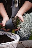 Creating an autumnal arrangement of narcissus bulbs, skimmia and leucophyta in a basket