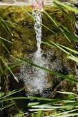 Aus Rohr in ein Becken mit Teichbepflanzung fliessendes, schäumendes Wasser