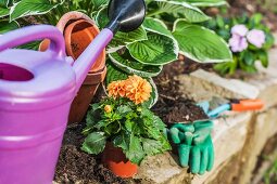 Blühende Dahlie wird im Garten eingepflanzt, verschiedene Gartenutensilien