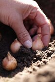 Planting muscari bulbs