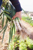 Leeks being harvested