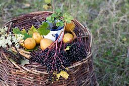 A still life featuring elderberries and pears